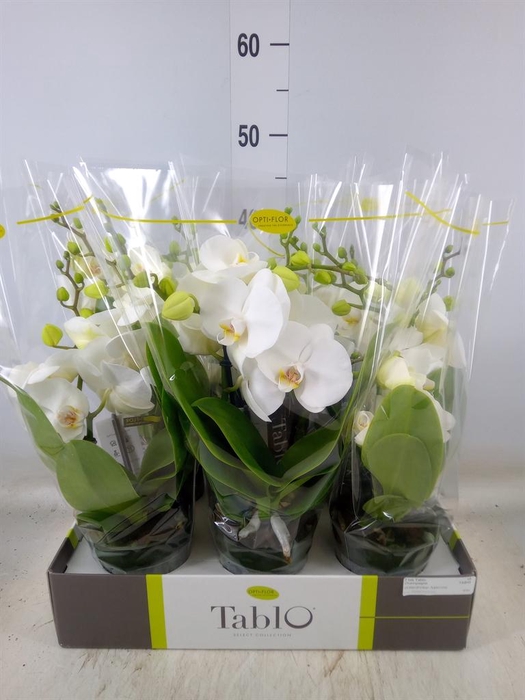 <h4>Phalaenopsis   ...white</h4>