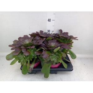 Aeonium arboreum 'Velours'