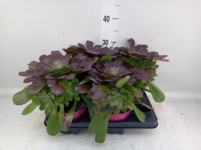 <h4>Aeonium arboreum 'Velours'</h4>