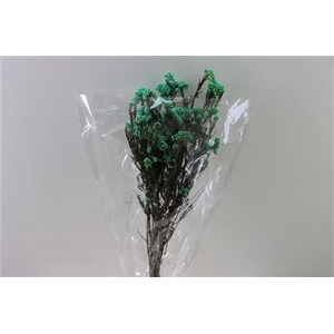 Dried Ozothamnus Mint Green Bunch Slv