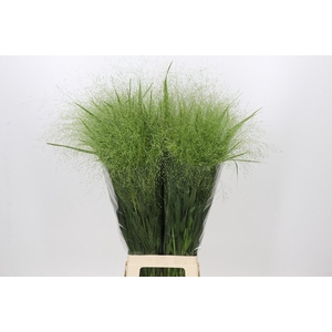 Panicum Fountain