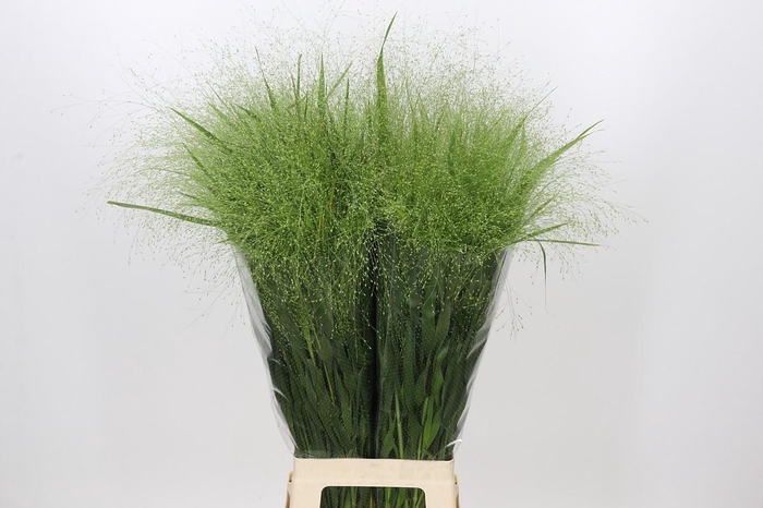 <h4>Panicum Fountain</h4>