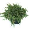 JUNIPERUS COMMUNIS 'GREEN CARPET'