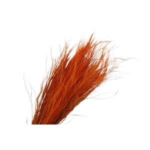 Stipa Pennata Orange