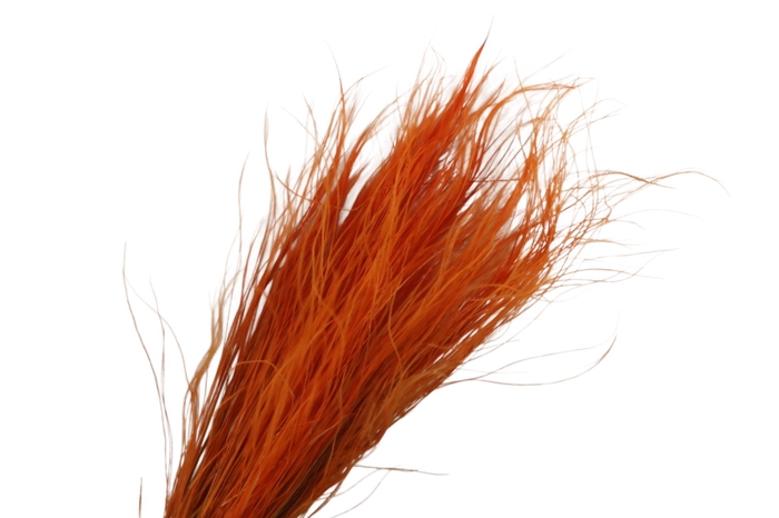 <h4>Stipa Pennata Orange</h4>