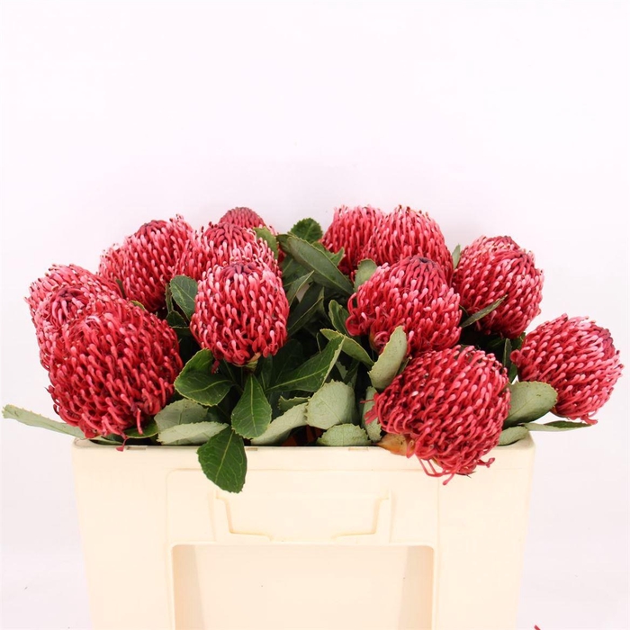 <h4>Telopea Waratah Bicolor</h4>
