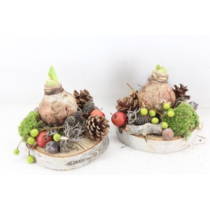 arr4 Amaryllis MB - Hout schijf 1bol x6