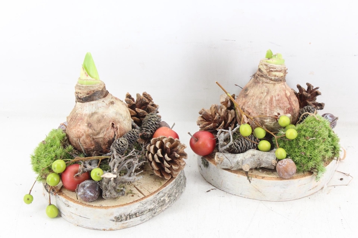 arr4 Amaryllis MB - Hout schijf 1bol x6