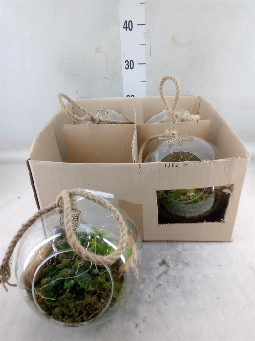 <h4>Arr.   Kamerplant Groen L%</h4>