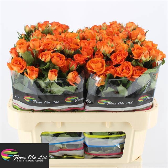 <h4>R Tr Babe Flora Ola</h4>