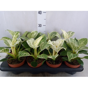 Philodendron   ...