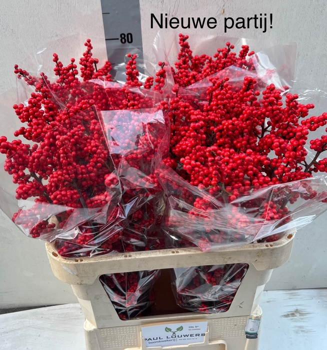 <h4>ILEX VE RODE BES</h4>