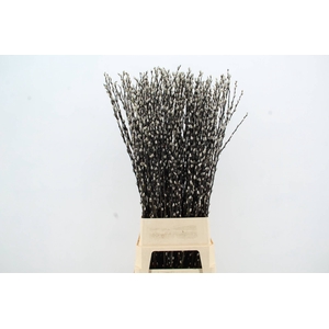 SALIX SNOW FLAKE