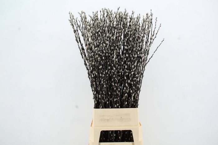 <h4>SALIX SNOW FLAKE</h4>
