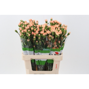 Di Tr Nectarine x20