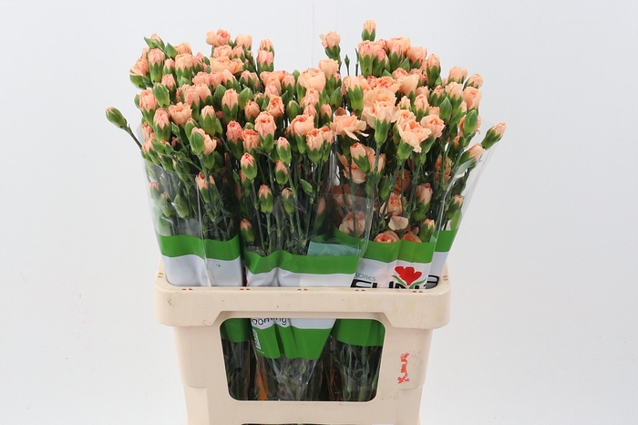 <h4>Di Tr Nectarine x20</h4>