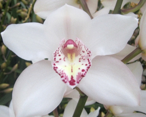 <h4>Cymbidium Snowbird Doos</h4>