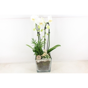 arr2 PL - Glas pot 4kant Phal. wit 968/2