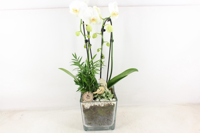 <h4>arr2 PL - Glas pot 4kant Phal. wit 968/2</h4>