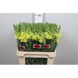 Antir Legend Dou Yel