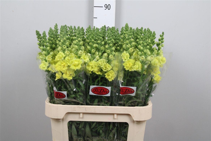 <h4>Antir Legend Dou Yel</h4>