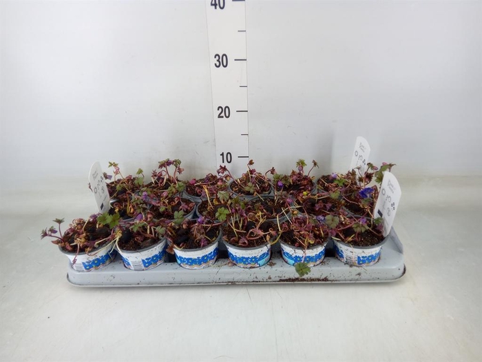 <h4>Anemone blanda 'Blue Shades'</h4>