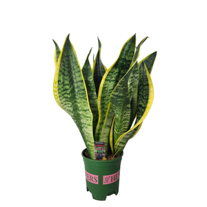 Sansevieria Superba 12 cm