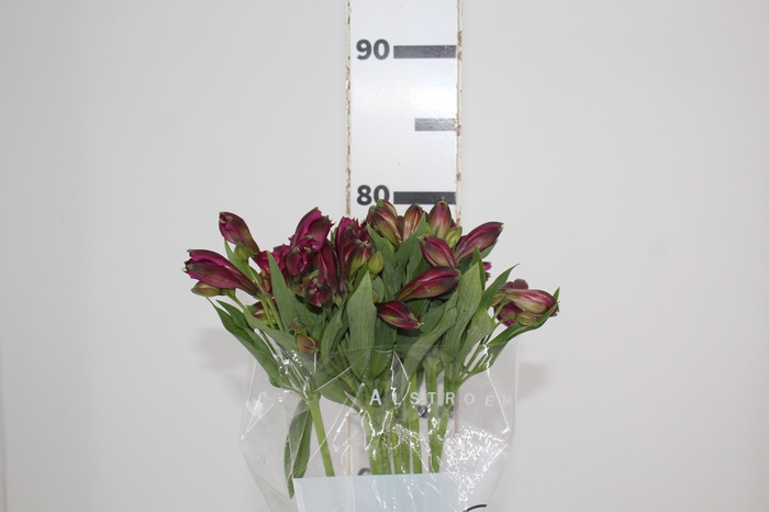 <h4>ALSTROEMERIA POMPEII 080 CM</h4>