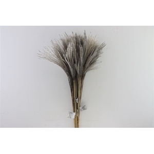 Dried Stipa Feather Grey Bunch Slv