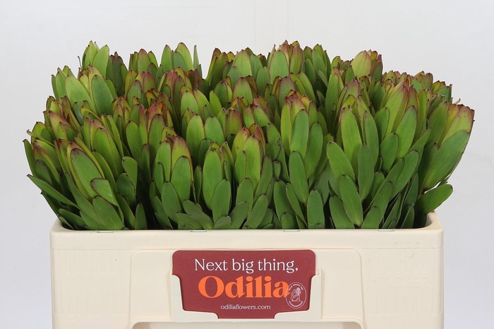 <h4>Leucadendron Goldstrike</h4>