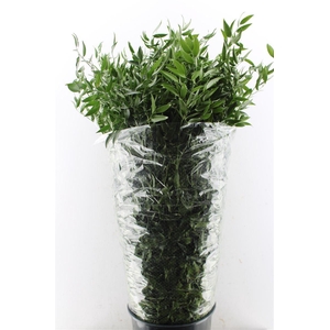 Ruscus Italy 500 Gram