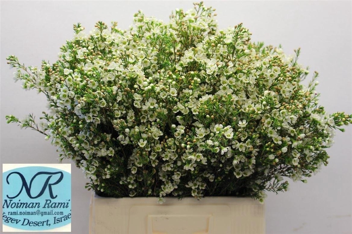 <h4>Chame Crystal Pearl</h4>