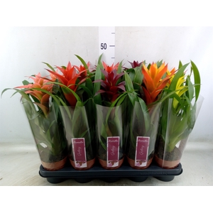 Guzmania   ...mix