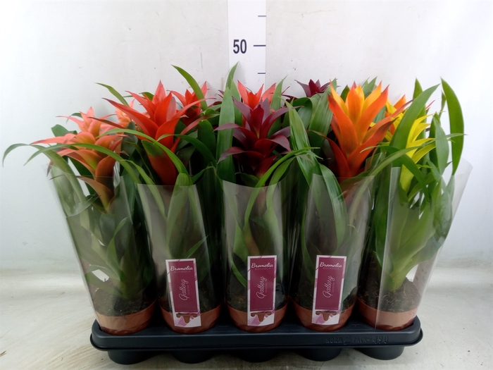 <h4>Guzmania   ...mix</h4>