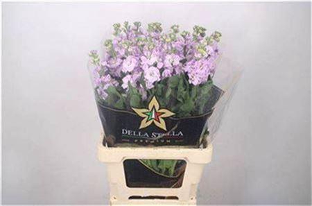 <h4>Matth Iron * Premium* Lavendel</h4>