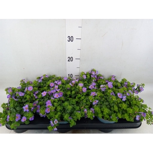 Sutera  'Blue Showers'