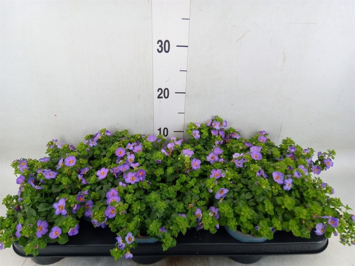 <h4>Sutera  'Blue Showers'</h4>