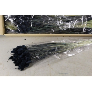 DF Phalaris Bs Black 100g