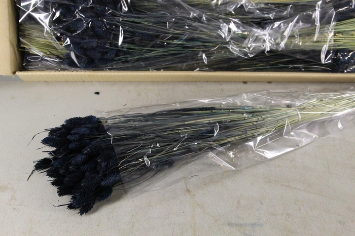 <h4>DF Phalaris Bs Black 100g</h4>