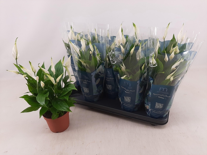 <h4>SPATH BELLINI</h4>