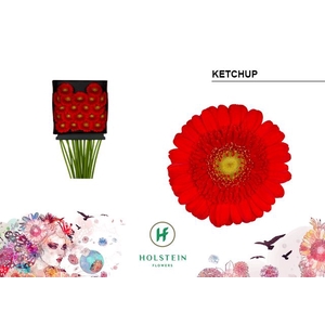 Germini Ketchup Diamond per kaart