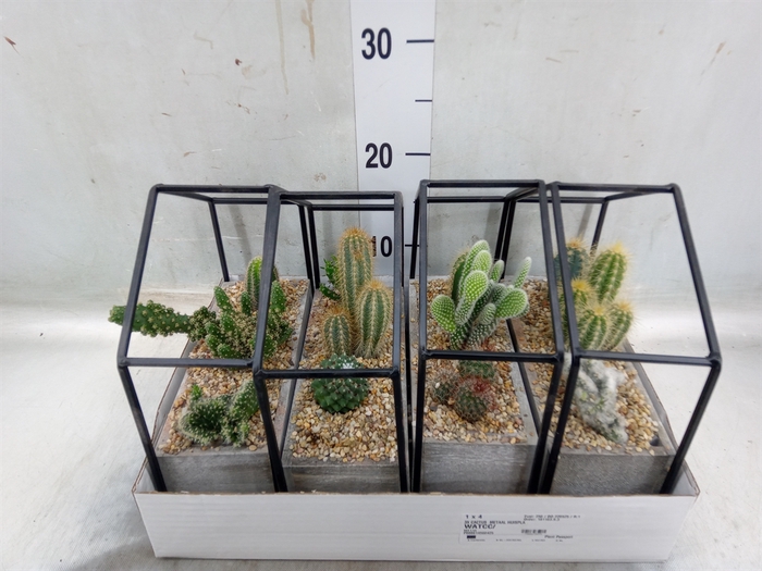 <h4>Succulents   ...</h4>