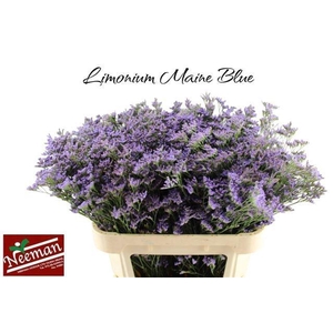 LIM MAINE BLUE