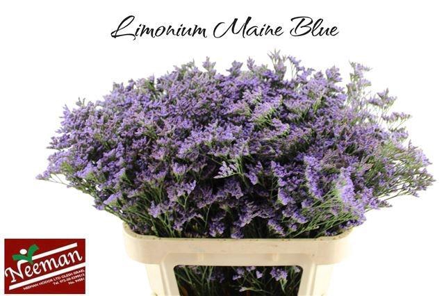 <h4>LIM MAINE BLUE</h4>