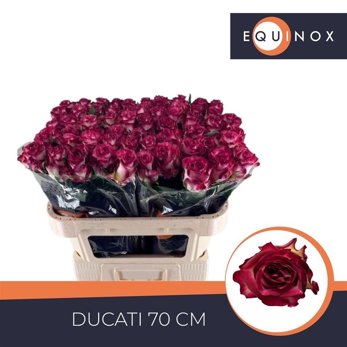 <h4>Rosa a grande fleur Ducati</h4>