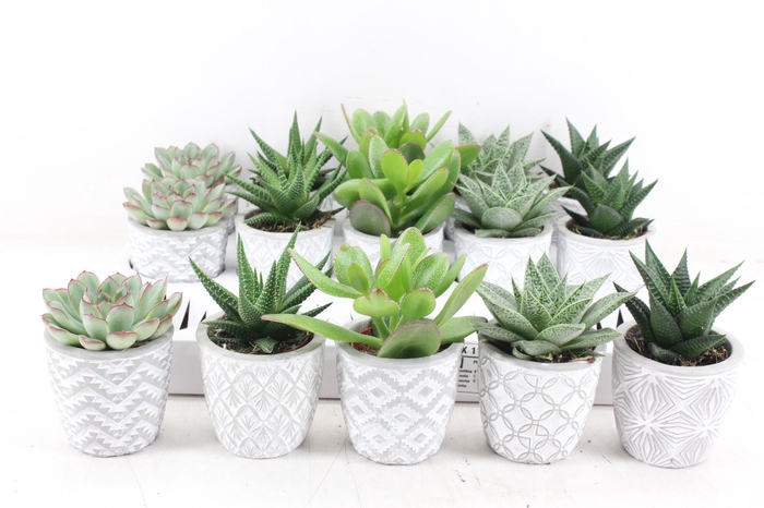 <h4>arr3 OV - Ker. stockholm mix</h4>