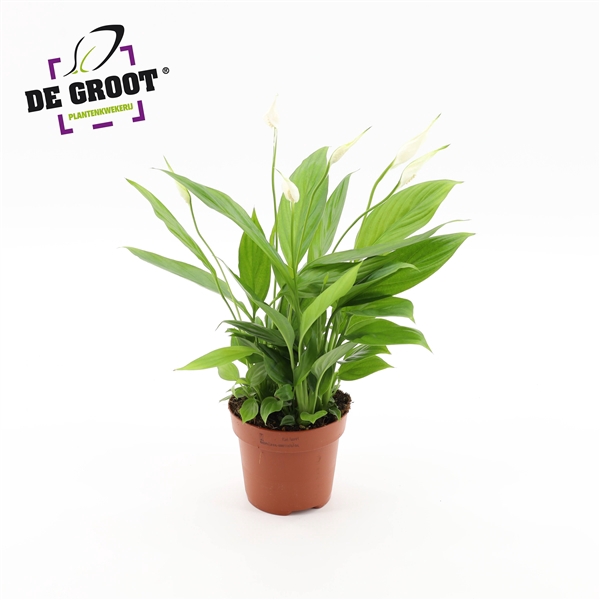 <h4>Spathiphyllum "Korto"</h4>