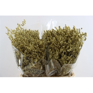 Dried Limonium Diamond Goud Pst