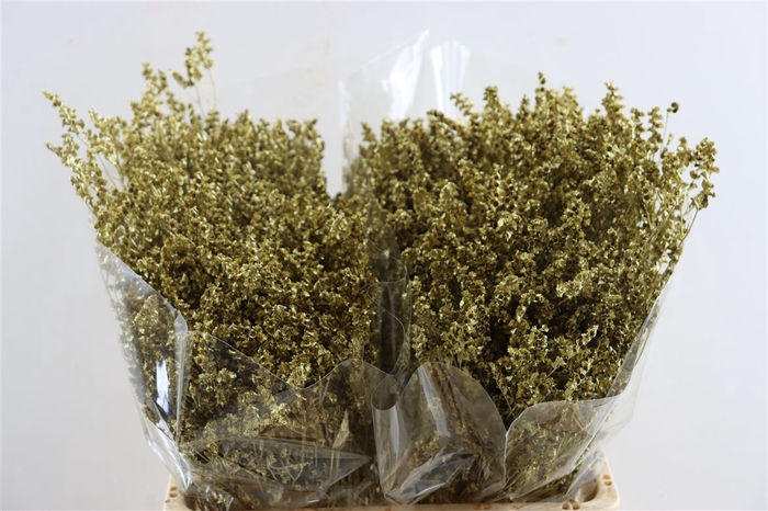 <h4>Dried Limonium Diamond Goud Pst</h4>