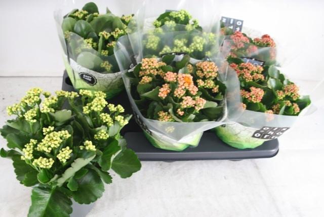 <h4>KAL GE GEM 5 KL</h4>